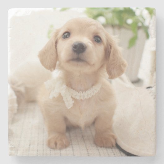 Miniature Dachshund Stenen Onderzetter (Voorkant)