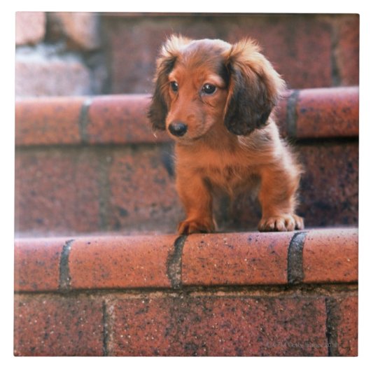 Miniature Dachshund Tegeltje (Voorkant)