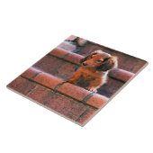 Miniature Dachshund Tegeltje (Zijkant)