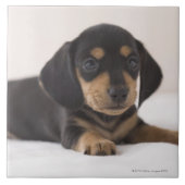Miniature Dachshund Tegeltje (Voorkant)