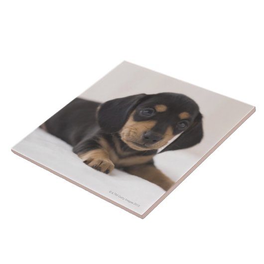 Miniature Dachshund Tegeltje (Zijkant)