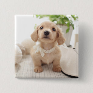 Miniature Dachshund Vierkante Button 5,1 Cm