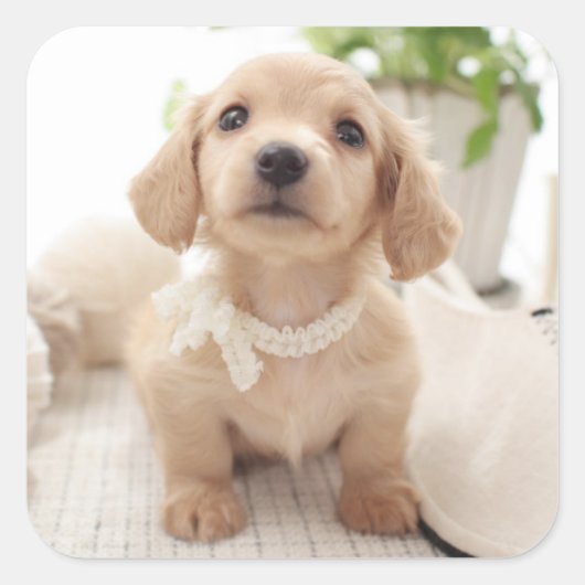 Miniature Dachshund Vierkante Sticker (Voorkant)