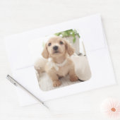 Miniature Dachshund Vierkante Sticker (Envelop)