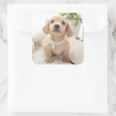 Miniature Dachshund Vierkante Sticker (Tas)