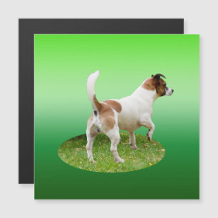 Miniature Fox Terrier Alert, Magnetic Kaart