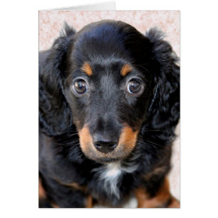 Miniature Long-Haered Dachshund