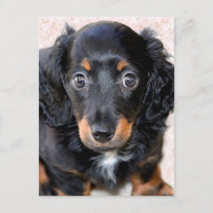 Miniature Long-Haered Dachshund Briefkaart