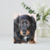 Miniature Long-Haered Dachshund Briefkaart (Staand voorkant)