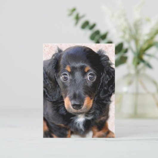 Miniature Long-Haered Dachshund Briefkaart (Staand voorkant)