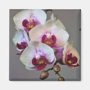 Miniature Orchid Magneet