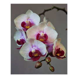 Miniature Orchid Perfect Poster
