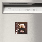 Miniature Pinscher Magneet (Insitu (Vaatwasser))