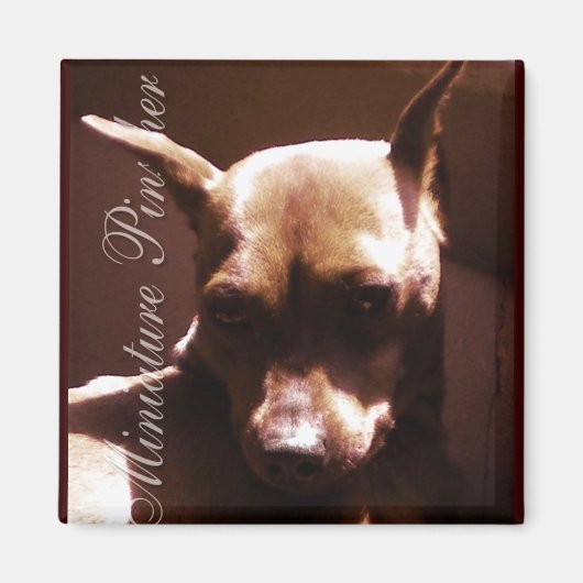 Miniature Pinscher Magneet (Voorkant)