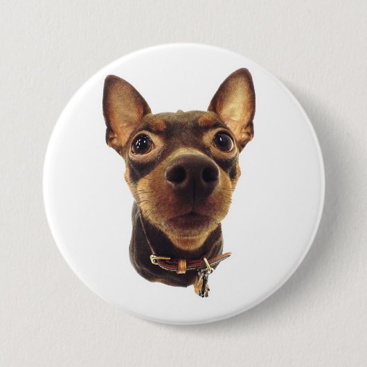 Miniature Pinscher Pin Button (Voorkant)