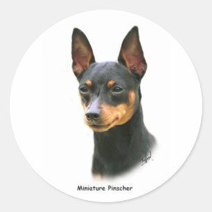 Miniature Pinscher Ronde Sticker