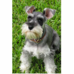 Miniature Schnauzer 3-D figurine Staand Fotobeeldje<br><div class="desc">Deze schattige mini schnauzer is gemaakt om 'leven als' te zien door 3D te zijn. Functies voornamelijk als decoratie. Ook beschikbaar in een versiering,  speld,  en magneet. Verrassend iemand met een cadeau van schattig!</div>