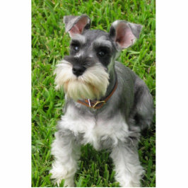 Miniature Schnauzer 3-D figurine Staand Fotobeeldje