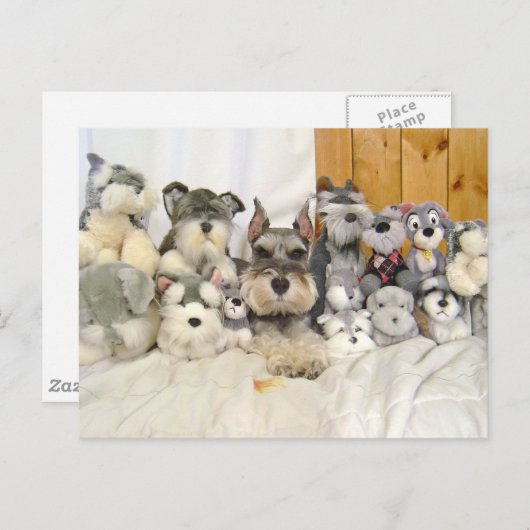Miniature Schnauzer Briefkaart (Voorkant / Achterkant)