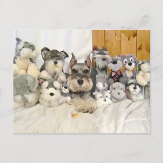 Miniature Schnauzer Briefkaart