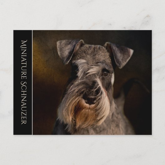 Miniature Schnauzer Briefkaart (Voorkant)