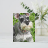 Miniature Schnauzer Briefkaart (Staand voorkant)