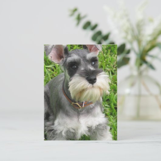 Miniature Schnauzer Briefkaart (Staand voorkant)