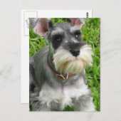 Miniature Schnauzer Briefkaart (Voorkant / Achterkant)
