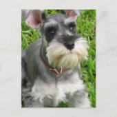 Miniature Schnauzer Briefkaart (Voorkant)