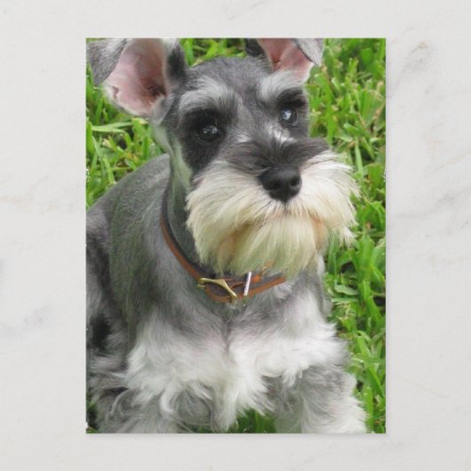 Miniature Schnauzer Briefkaart (Voorkant)