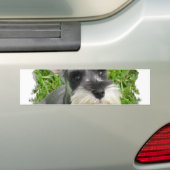 Miniature Schnauzer Bumpersticker (Op auto)