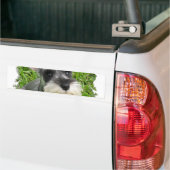 Miniature Schnauzer Bumpersticker (Op Truck)