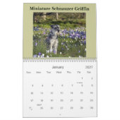 Miniature Schnauzer Calendar Kalender (Jan 2027)