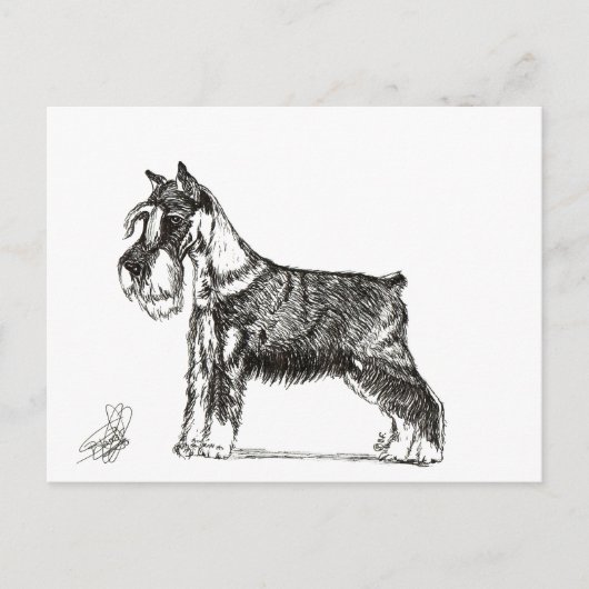 MINIATURE SCHNAUZER FEESTDAGENKAART (Voorkant)