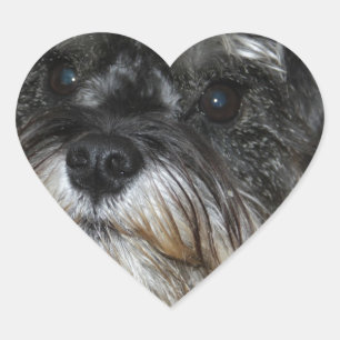Miniature Schnauzer Hart Sticker