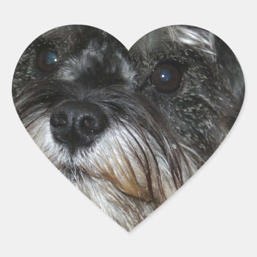 Miniature Schnauzer Hart Sticker (Voorkant)