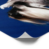 Miniature Schnauzer Head Studie Poster (Hoek)