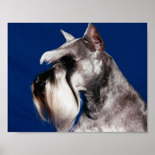 Miniature Schnauzer Head Studie Poster (Voorkant)