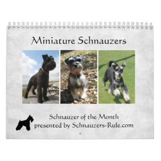 Miniature Schnauzer Kalender