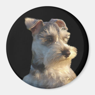 Miniature Schnauzer Magnet