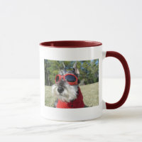 Miniature Schnauzer Mok