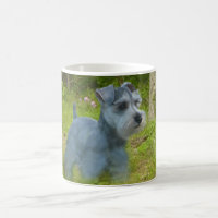 Miniature Schnauzer Mok