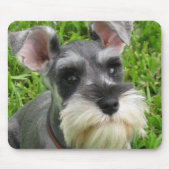Miniature Schnauzer Muismat (Voorkant)