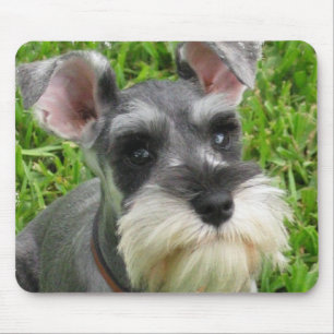 Miniature Schnauzer Muismat