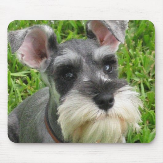 Miniature Schnauzer Muismat (Voorkant)