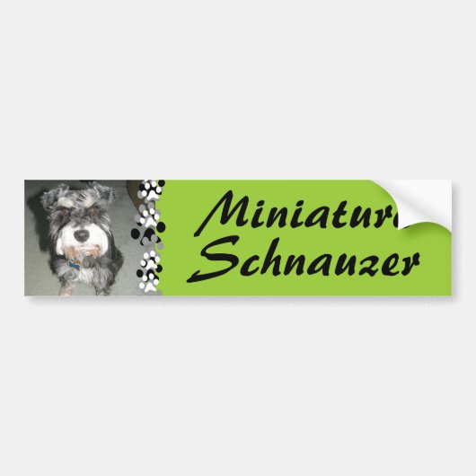 Miniature Schnauzer Photo Bumpersticker (Voorkant)