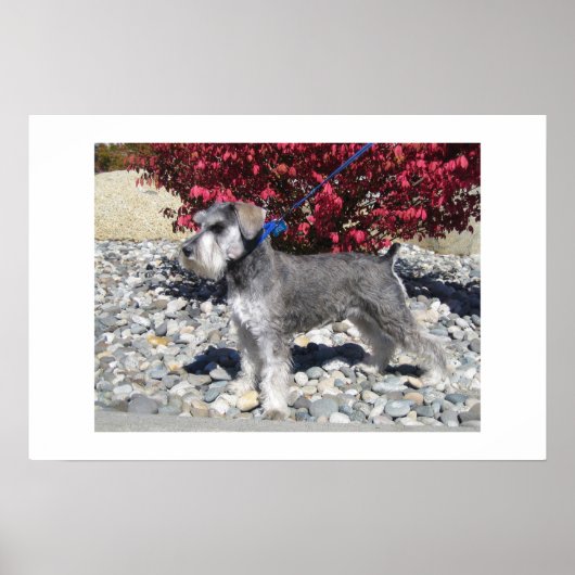 Miniature Schnauzer Poster (Voorkant)