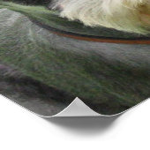 Miniature Schnauzer Poster (Hoek)