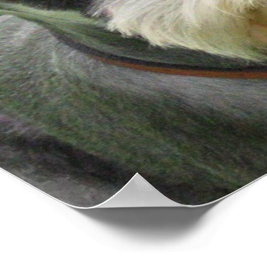 Miniature Schnauzer Poster (Hoek)