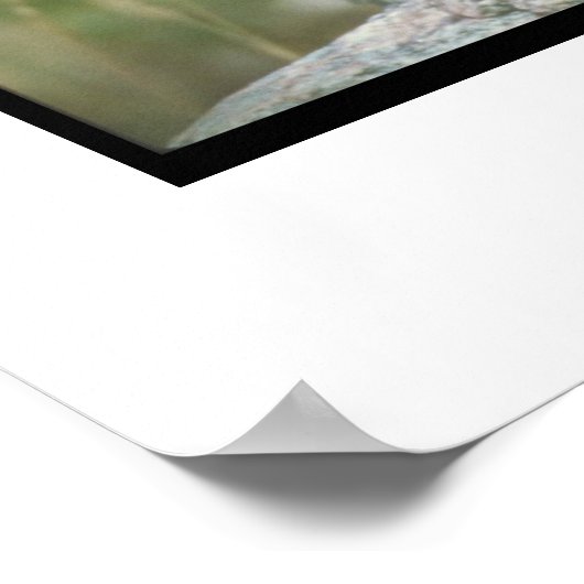 Miniature Schnauzer Poster (Hoek)